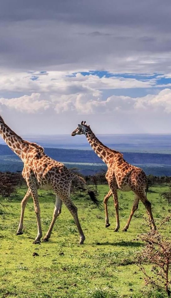 Nyika Discovery - Luxury Safari to Lake Manyara, Ngorongoro and Tarangire - 3 Days