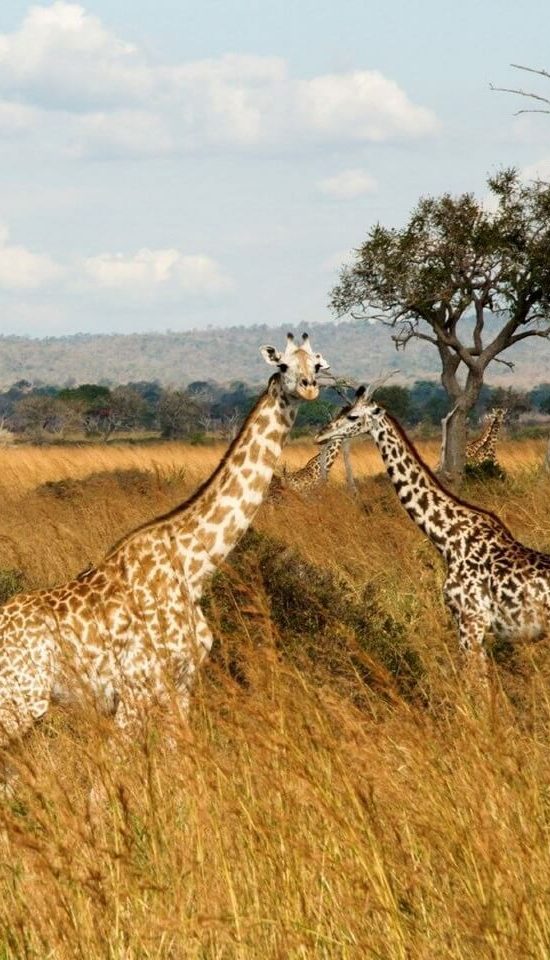 Nyika Discovery - Tarangire national park, Serengeti national park and Ngorongoro conservation area - 4 days 01