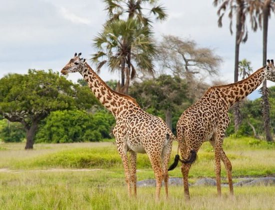 Nyika Discovery - Tarangire national park, Serengeti national park and Ngorongoro conservation area mid range - 4 days 3